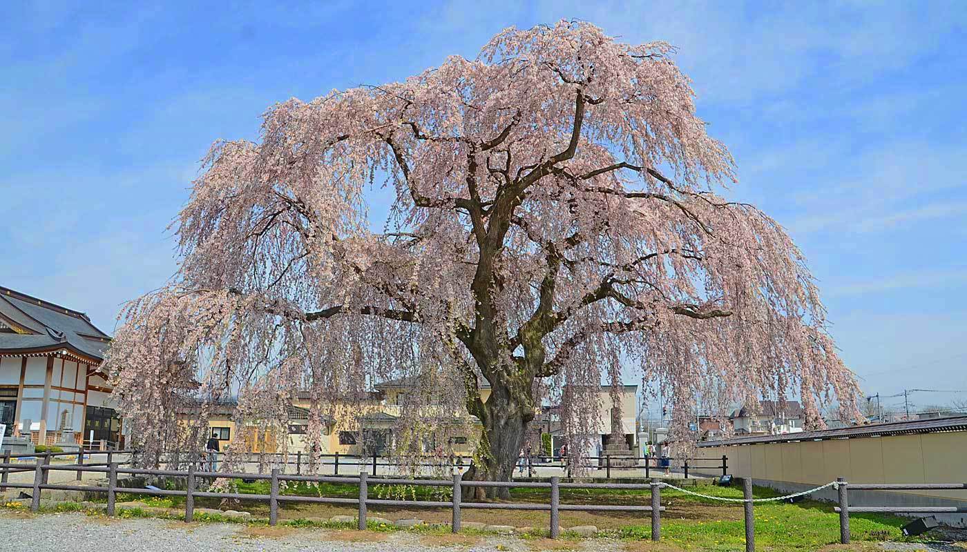 北海道のしだれ桜 壁紙写真３枚でお楽しみ 北行庵の雑記帳